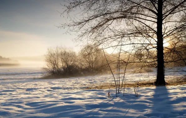 Winter, the sky, grass, the sun, snow, sunrise, tree, morning