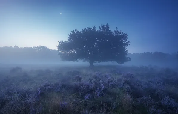 Field, the sky, grass, trees, flowers, fog, Albert Dros