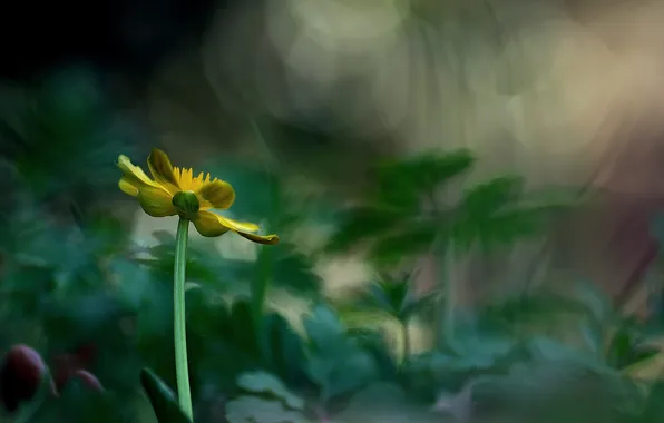 Picture flower, macro, yellow