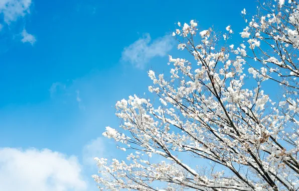 The sky, snow, branches