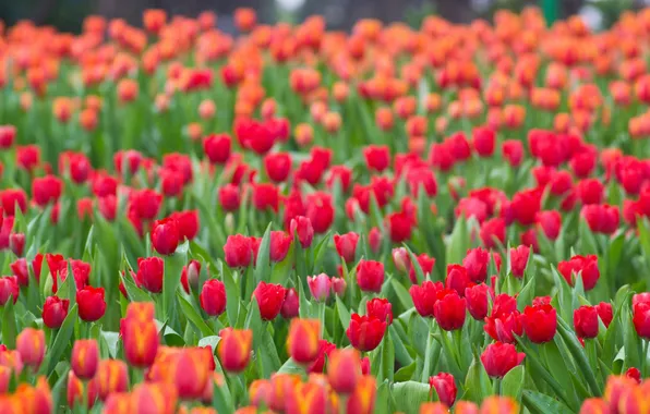 Picture field, flowers, tulips