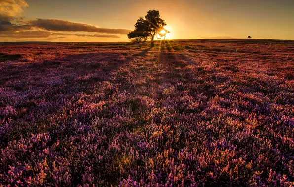 Field, trees, sunset