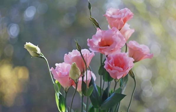 Flowers, bouquet, pink, eustoma, eustoma