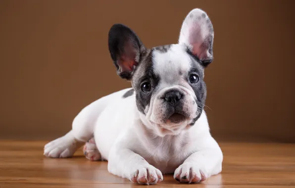 Picture puppy, breed, French bulldog
