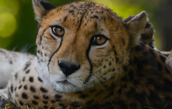 Picture look, face, close-up, portrait, Cheetah