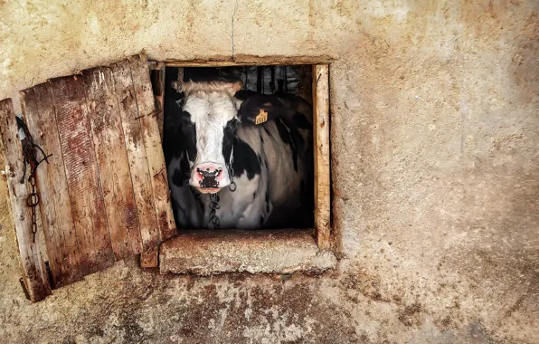 Cow, window, cattle