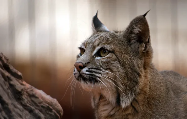 Picture cat, nature, lynx