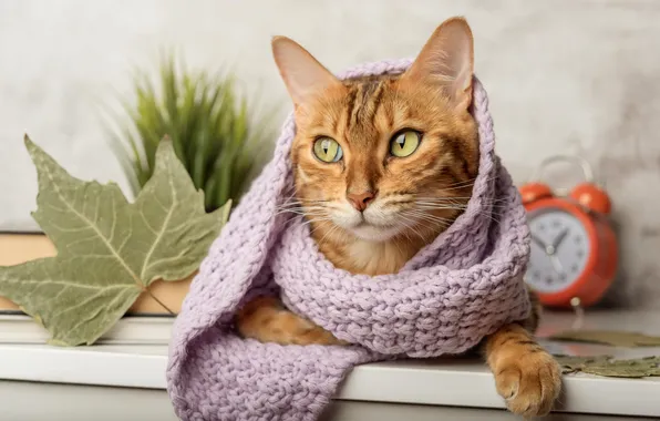 Autumn, cat, cat, look, pose, leaf, face