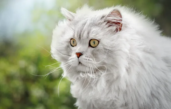 Cat, white, cat, mustache, look, face, portrait, fluffy