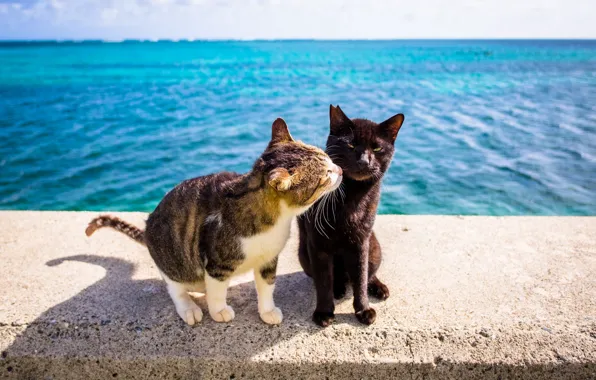 Picture sea, cat, pair