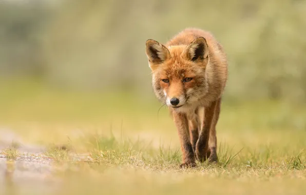 Picture grass, look, face, background, Fox, red, walk, wildlife