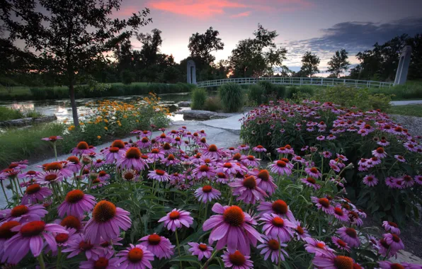 Flowers, bridge, stones, pink, the bridge, promenade, pond, beds