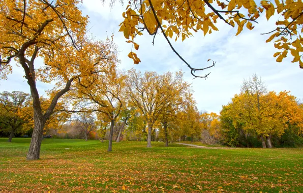 Wallpaper autumn, grass, leaves, trees, Park