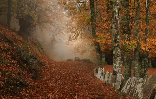 Autumn, forest, trees, branches, nature, fog, Park, stones