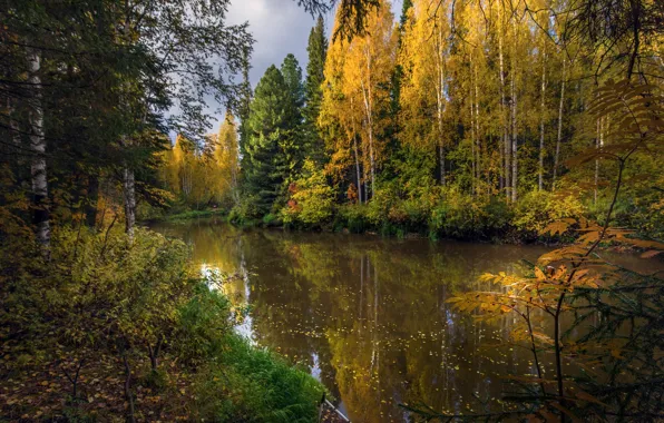 Picture autumn, forest, landscape, nature, reflection, river