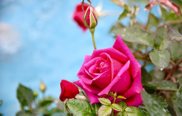 Picture roses, buds, raspberry