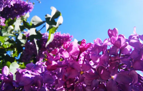 Summer, the sky, the sun, macro, lilac