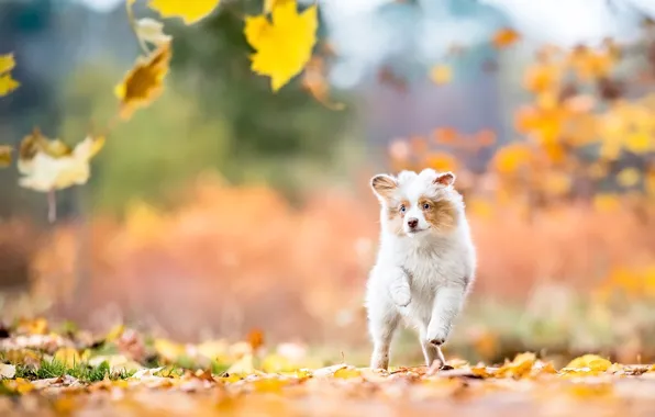 Autumn, look, leaves, nature, dog, baby, running, puppy