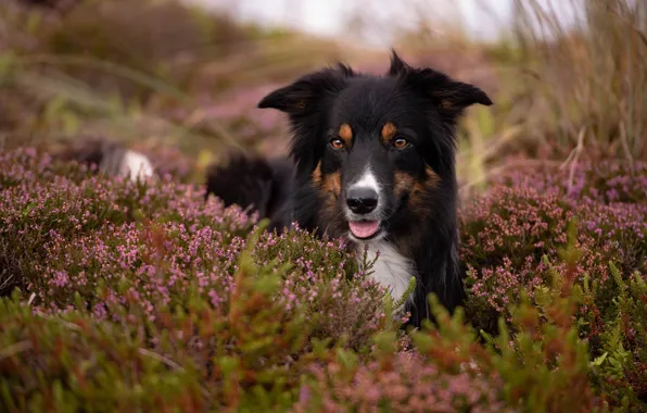 Picture look, flowers, dog, black, Heather