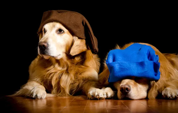 Picture dogs, blue, two, portrait, dog, pair, dwarves, image