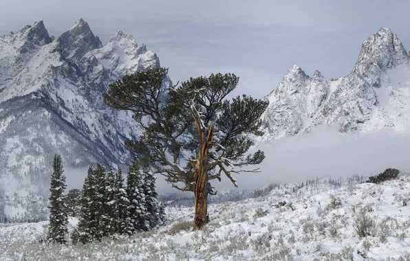 Snow, trees, mountains, Wyoming, USA, Grand Teton National Park