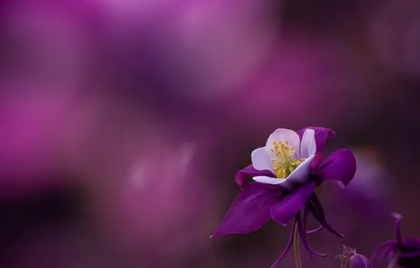 Picture macro, petals, purple background, Aquilegia, The catchment