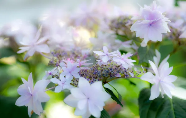 Summer, flowers, white, hydrangea