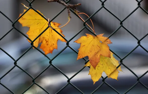 Picture autumn, leaves, the fence