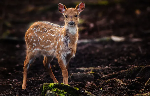 Background, fawn, spotted, Bambi