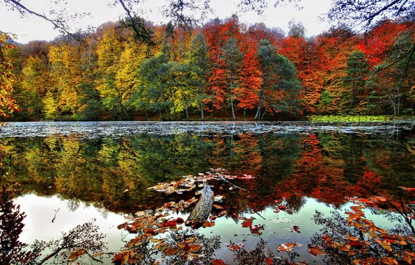 Picture autumn, trees, river, Red and Yellow