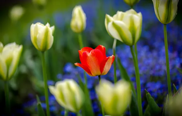 Petals, garden, stem, tulips, flowerbed