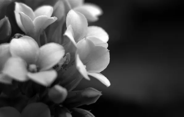 Macro, flowers, photo, background, Wallpaper, plant, petals, black and white
