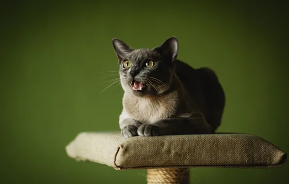 Cat, Green, Burma, Grin