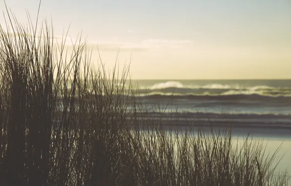 Sea, wave, beach, horizon, the bushes