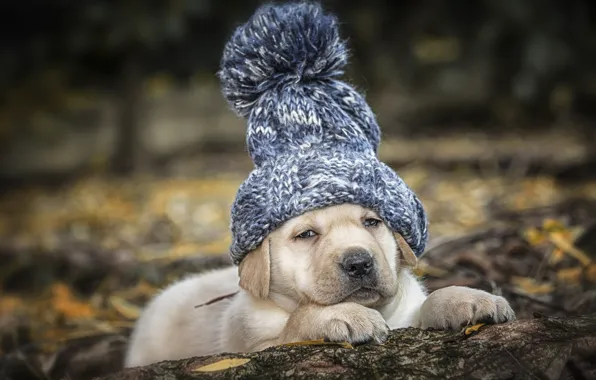 Picture hat, dog, puppy, Labrador Retriever