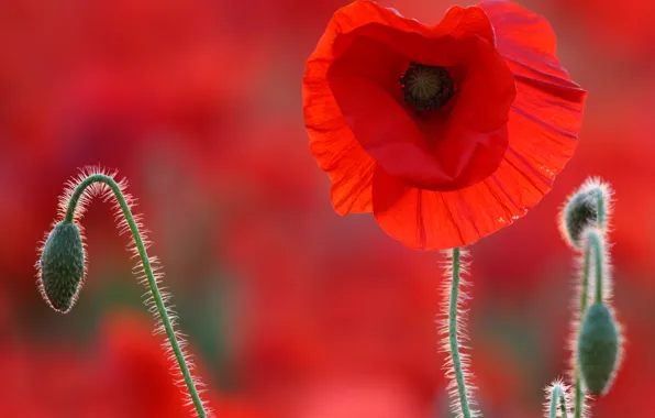 Picture field, Mac, petals, meadow