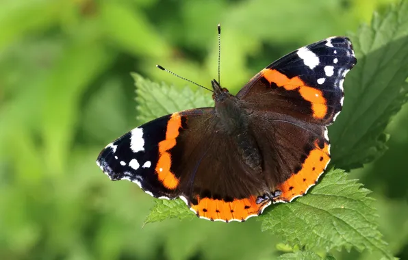 Macro, green, background, pattern, butterfly, plant, insect, wings
