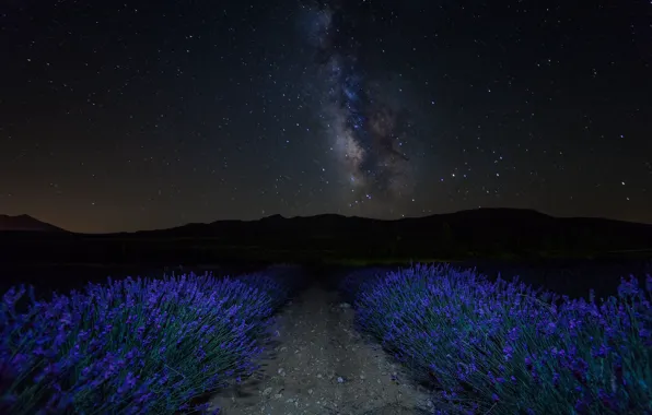 The sky, stars, flowers, mountains, night, lavender, plantation