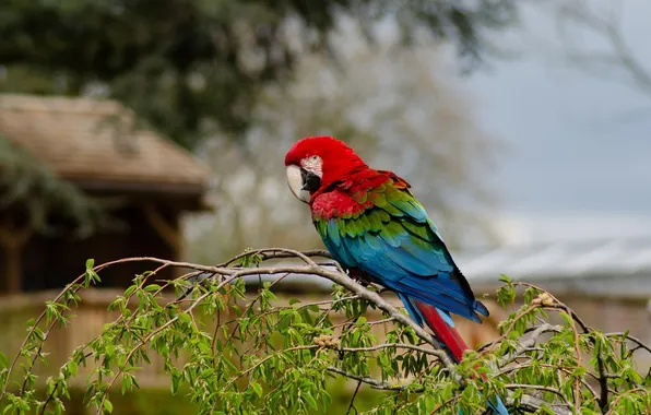 The sky, bird, foliage, branch, parrot, house, bokeh, Ara