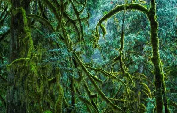 Forest, moss, Canada, British Columbia, Vancouver island, Cathedral Grove, Provincial Park Macmillan