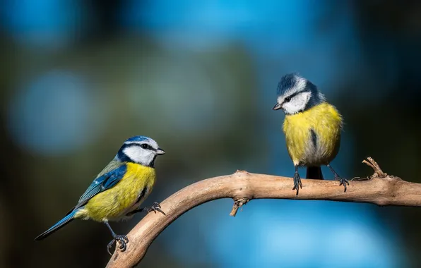 Birds, branch, a couple, tit, Tits