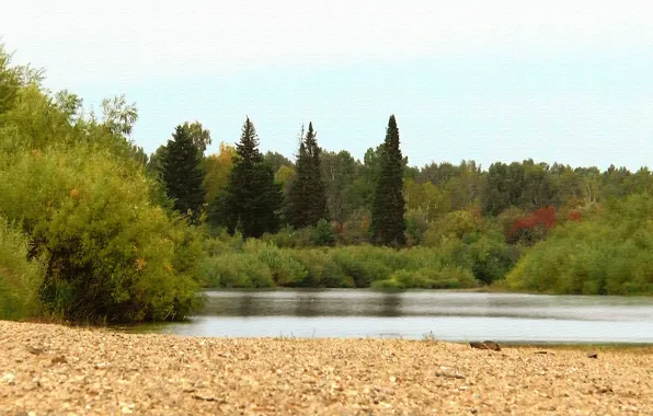 Sand, forest, summer, River, taiga