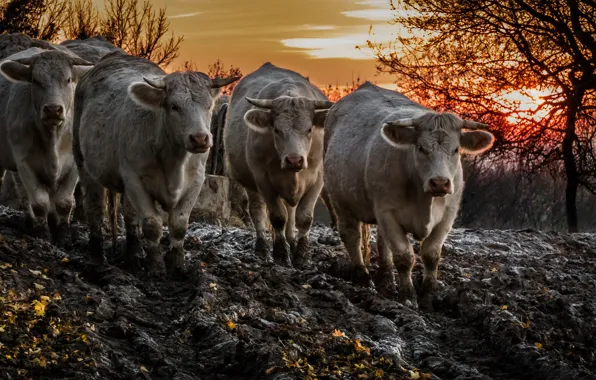 Sunset, dirt, cattle