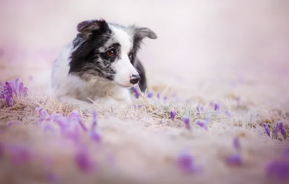 Look, flowers, each, dog