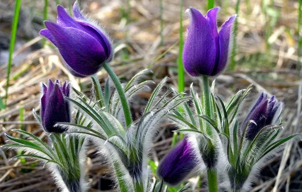 Picture flower, purple, sheet, plant, stem, villi, sleep-grass