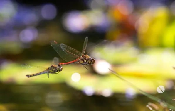 Macro, light, flight, glare, dragonfly, pond, bokeh, dragonflies