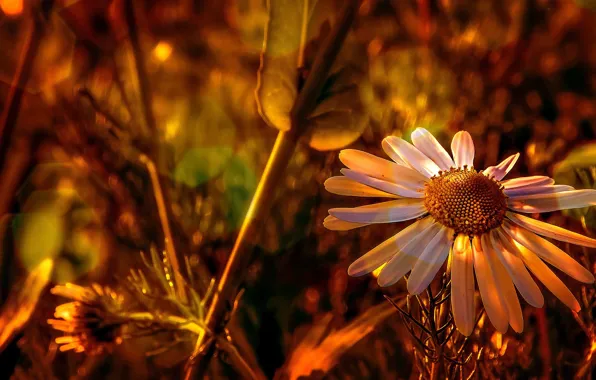 Color, Flower, Plant, Plants, Flower, Flowers, Color, Flora