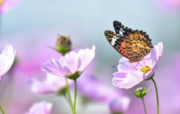 Macro, flowers, nature, butterfly, kosmeya