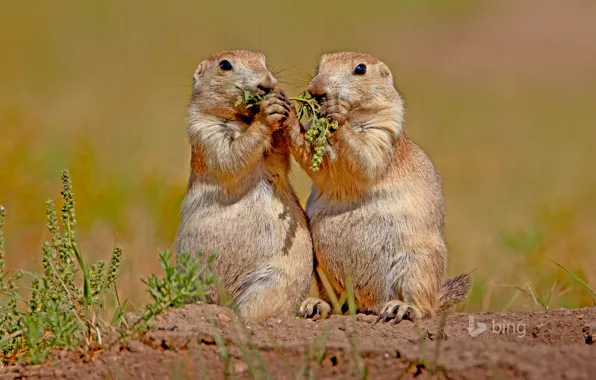 Picture nature, USA, rodents, South Dakota, Wind Cave National Park, black-tailed Prairie dog