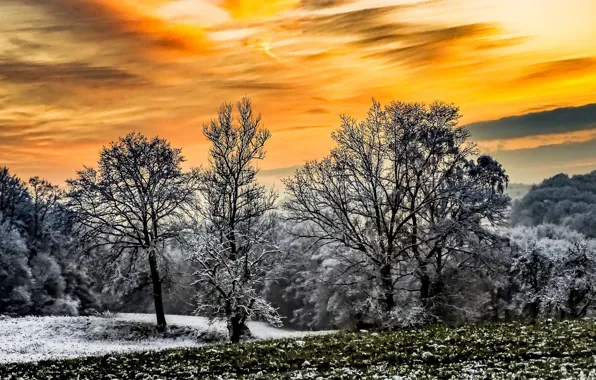 Winter, trees, sunset